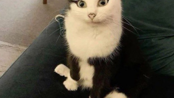 Bu kedi birçok kızdan güzel değil mi?