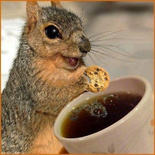 Fıstıklı kurabiyenin yanına en çok kahve mi yakışır, Çay mı , yoksa SEN mi 🍪✨?