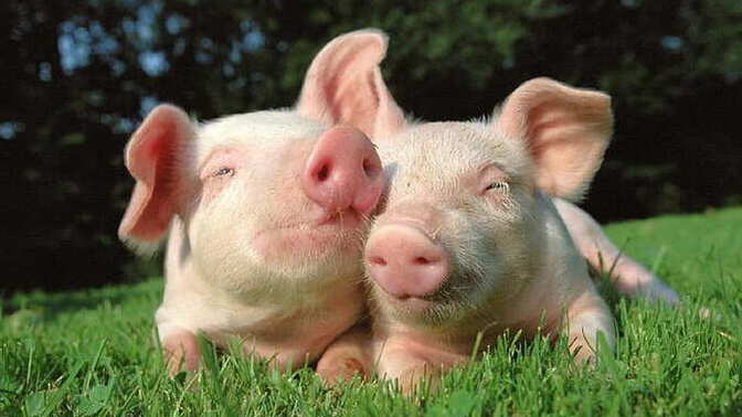 Zincir marketlerde satılan salamdan domuz eti çıktı! Sizce yiyenler günaha girdi mi?