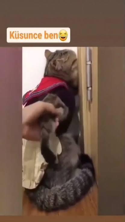 Sizce hayvanlar da utanır mı, kıskanır mı, duygusal olarak alınır mı?