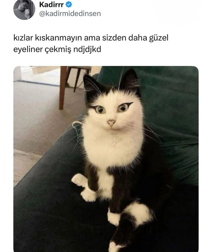 Var mı şu kediden güzel dipliner çekerim diyen?