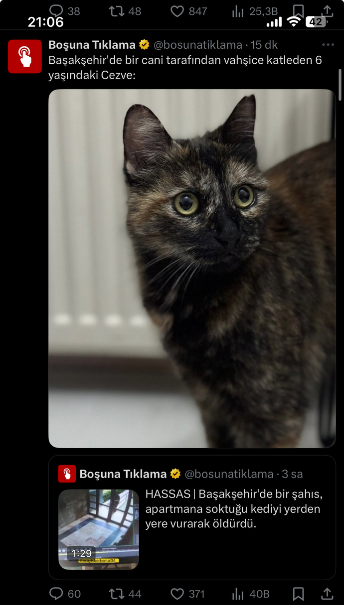 Ülkede kedi olmak bile neden suç?