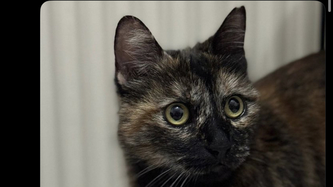 Ülkede kedi olmak bile neden suç?