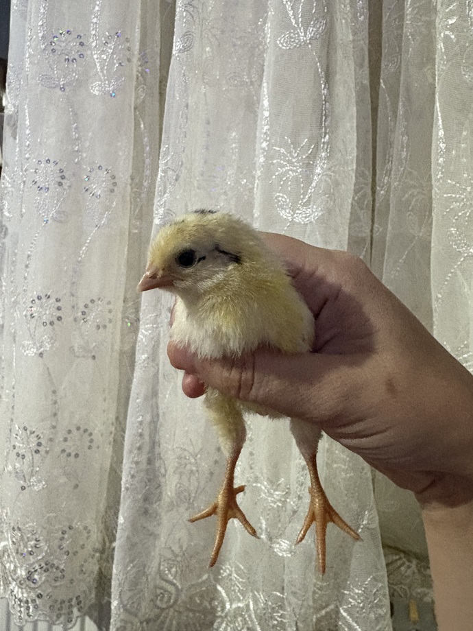 Akşam akşam sevmelere doyamadım. Ne güzeller küçük hayvanlar ya