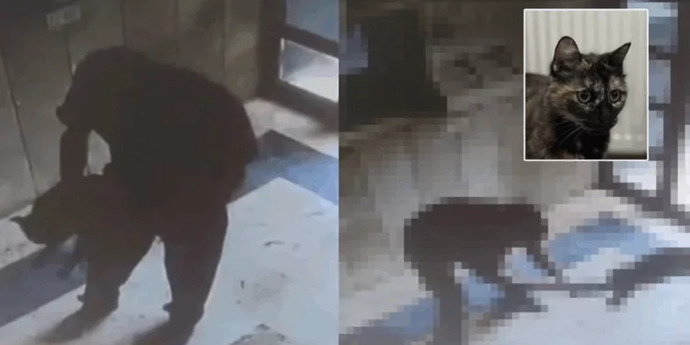 Başakşehirde bir kedi acımasızca öldürüldü! İnsanlar nasıl bu kötü olabilir?