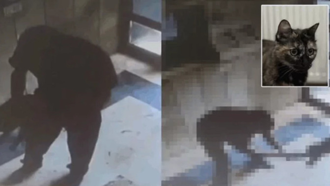 Başakşehir'de bir kedi acımasızca öldürüldü! İnsanlar nasıl bu kötü olabilir?