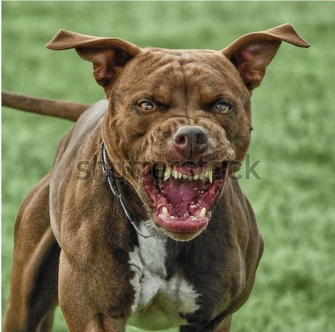 Sokak köpekleri öldürülmeli mi?