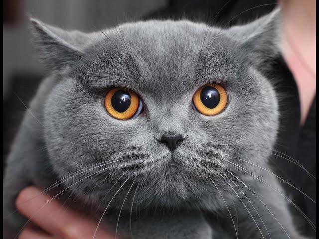 Bir kedi için mi oğlum yargılanacak?