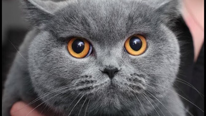Bir kedi için mi oğlum yargılanacak?