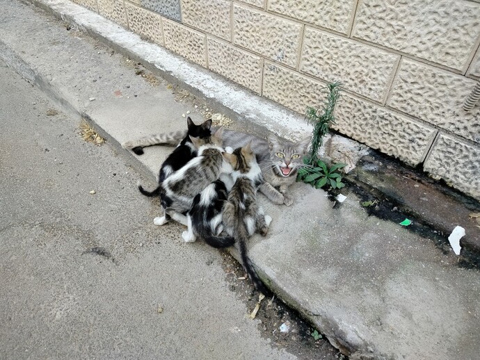 Bu 5 kişilik aileyi evime aldım. Yeni bebeklerim nasıl?