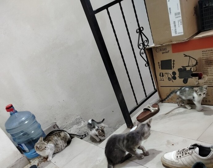Bu 5 kişilik aileyi evime aldım. Yeni bebeklerim nasıl?