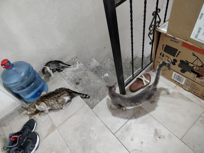 Bu 5 kişilik aileyi evime aldım. Yeni bebeklerim nasıl?