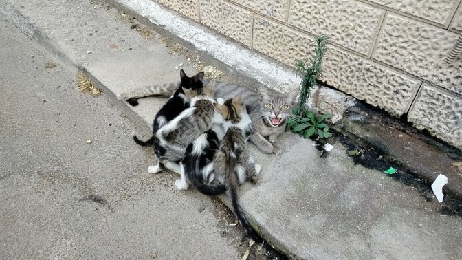 Bu 5 kişilik aileyi evime aldım. Yeni bebeklerim nasıl?