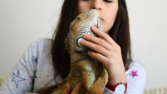 Bir Erkeğin Kedi Beslemesi mi Daha Havalı Yoksa Bir Kızın İguana Beslemesi mi Daha Dikkat Çekici?
