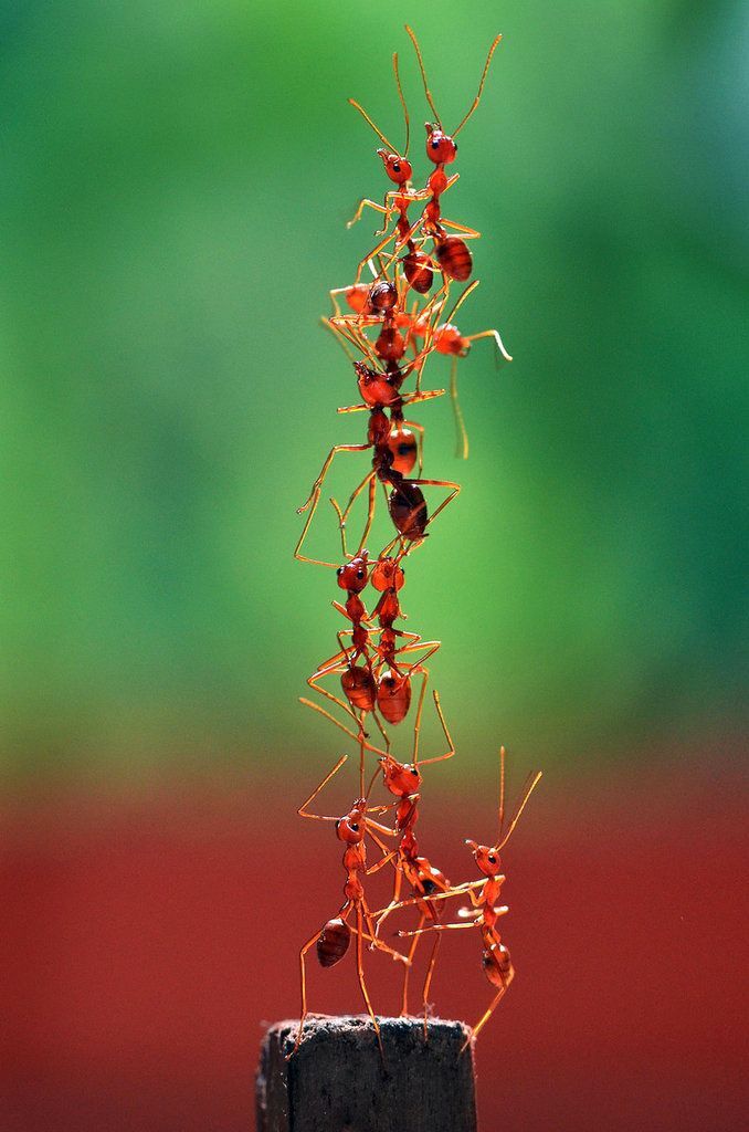 Karıncalar, evinize sık sık uğrarmı 🐜?