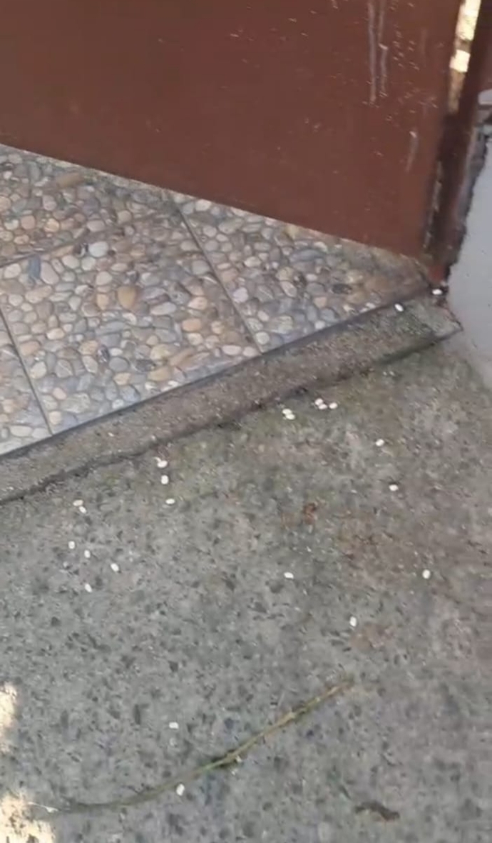 Fasulye büyüsü nedir arkadaşlar yardımcı olun?