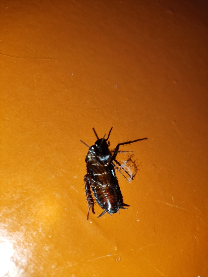 Evcil hayvanım sırt üstü uzanmış hareket etmiyor bişey mi oldu bakar mısınız? veterinere götürmeli miyim?