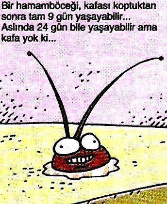 Evcil hayvanım sırt üstü uzanmış hareket etmiyor bişey mi oldu bakar mısınız? veterinere götürmeli miyim?