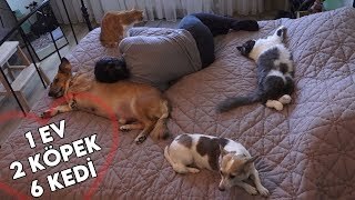 İlk Buluşmada Karşınızdaki Kişi Evinde 3 Köpek, 2 Kedi Olduğunu Söylese... Etkilenir misiniz yoksa Korkar mısınız?