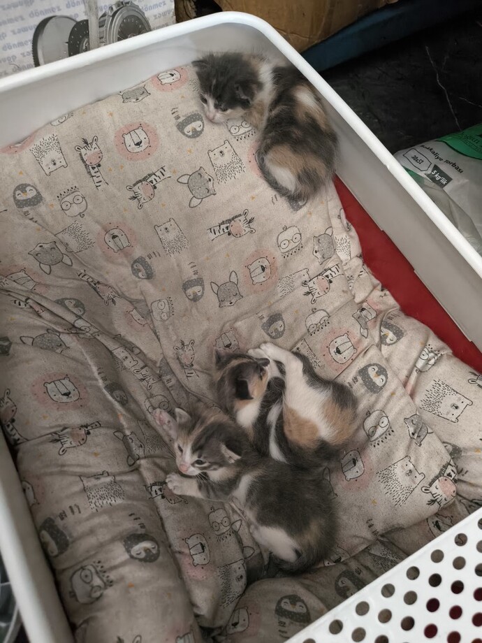 Bu kedi bebeklerine hangi adları verelim?
