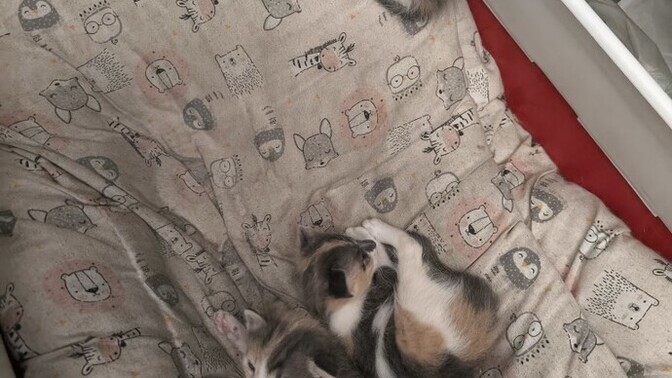 Bu kedi bebeklerine hangi adları verelim?
