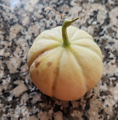 Hiç bu kadar küçük kavun yediniz mi?