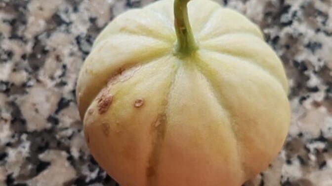 Hiç bu kadar küçük kavun yediniz mi?
