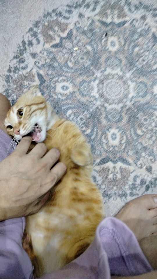 Evinizde patili dostunuz var mı?