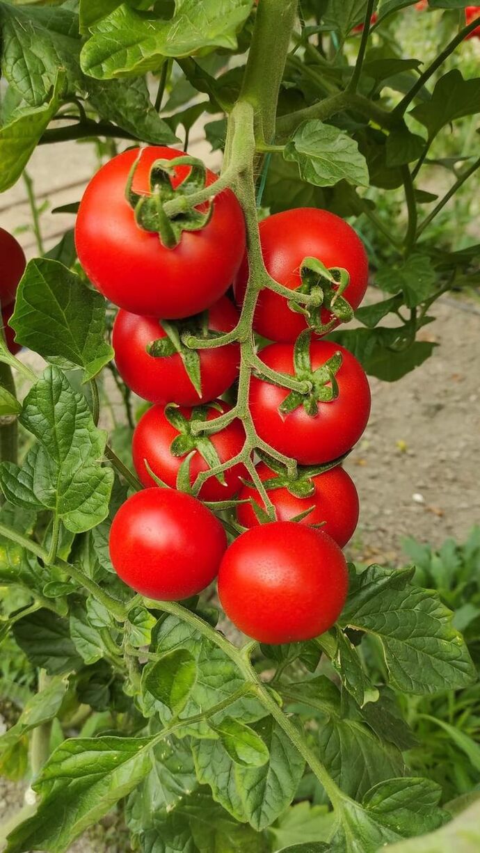 Domatesin bir sebze değilde meyve olduğunu biliyor muydunuz?