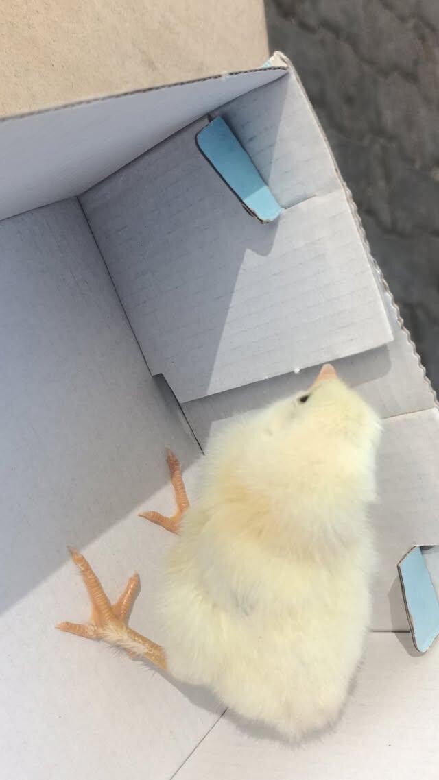 Manitanın güzel hediyesi aşırı tatlııı sizcee?