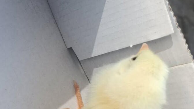 Manitanın güzel hediyesi aşırı tatlııı sizcee?