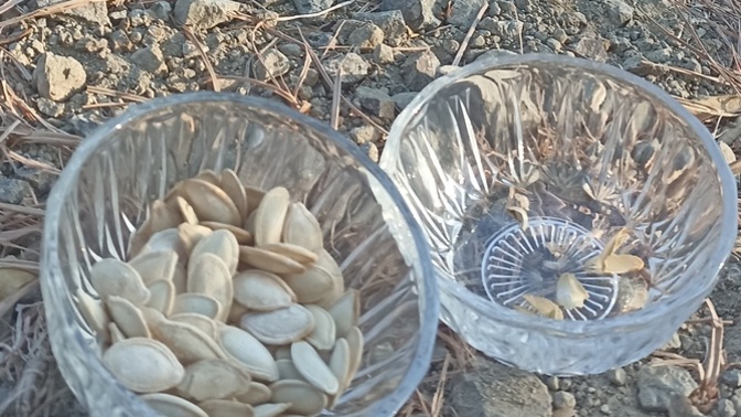 Kabak çekirdeği yermisiniz?