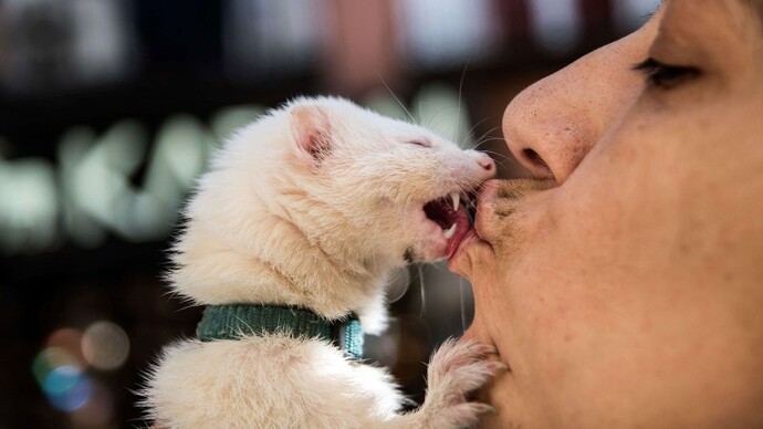 Hiç kedi/köpek öptün mü?