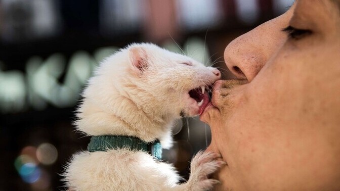 Hiç kedi/köpek öptün mü?