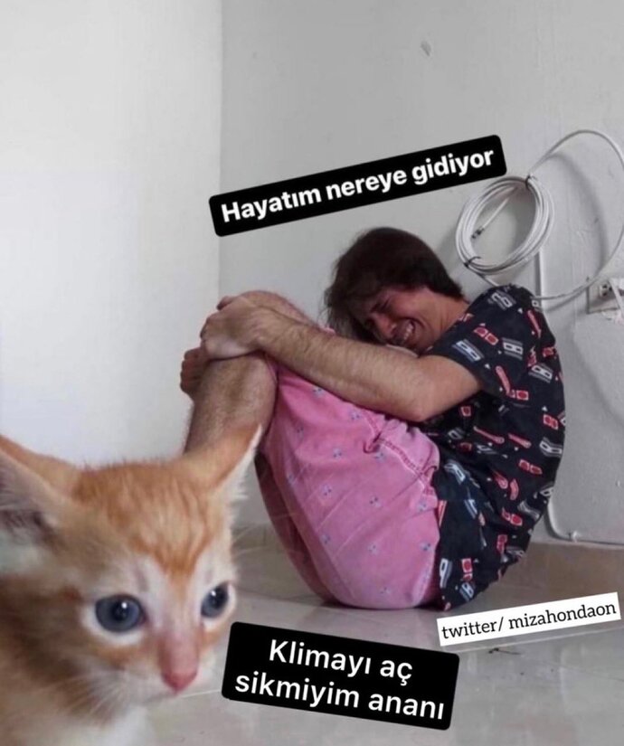 Evde siz yoksunuz sadece kedileriniz için klima açar mıydınız?