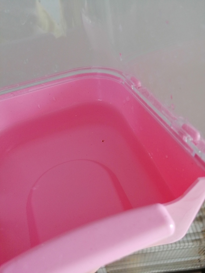 Kuşumun banyo kabında böyle bisey var bit mi parazit mi çok kaşınıyor ve tüy döküyor?