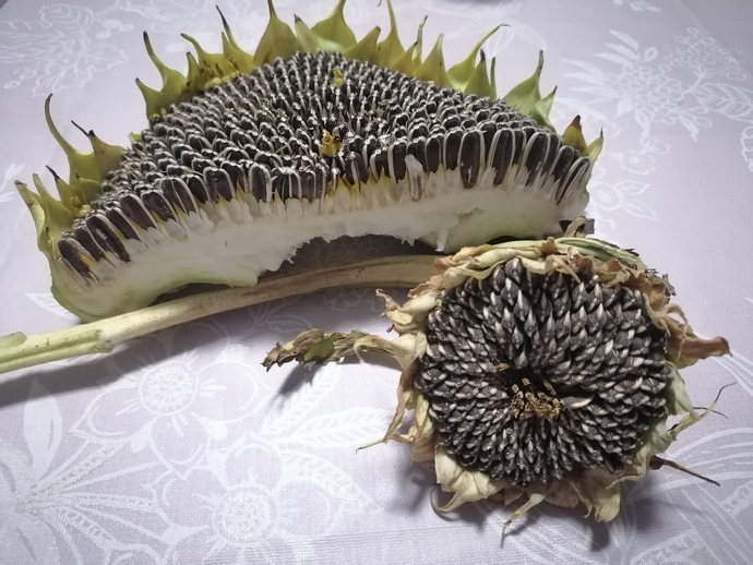 Taze taze dalından yeni toplanmış... 🤩🤩🤩