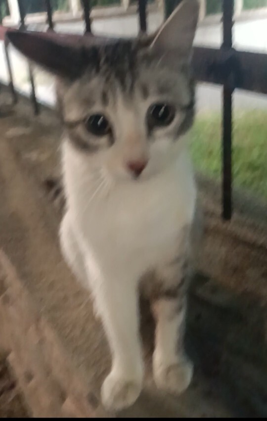 Kedi nasıl sevilmez, bir insan nasıl kedi sevmez?