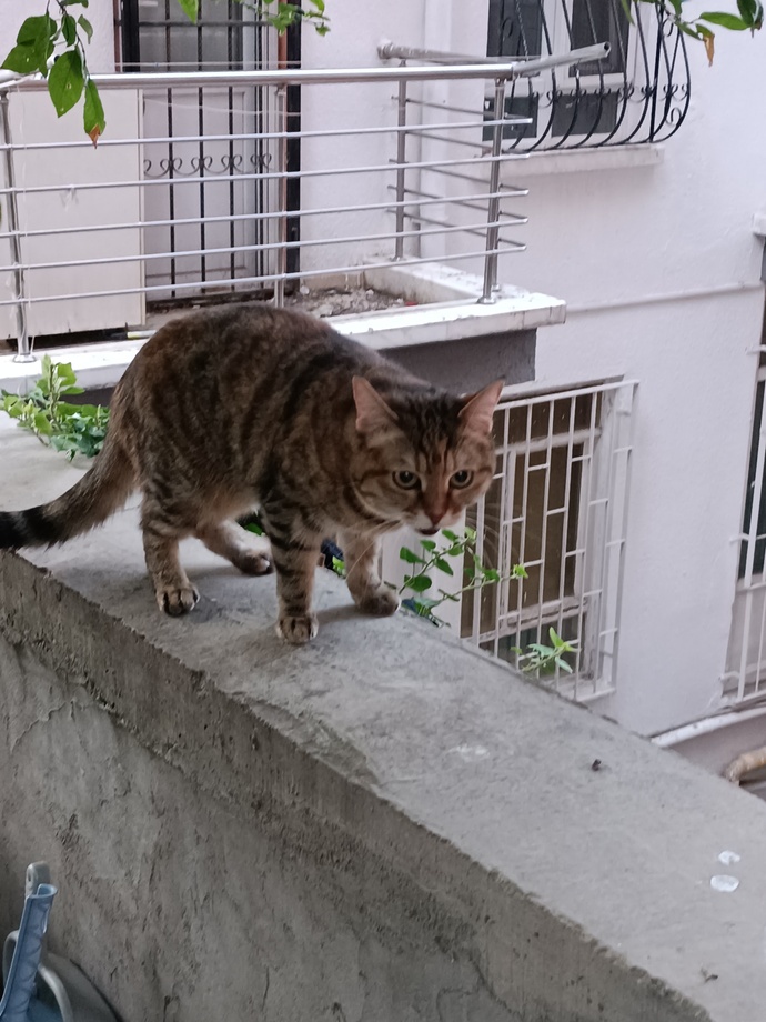 Kedi nasıl sevilmez, bir insan nasıl kedi sevmez?