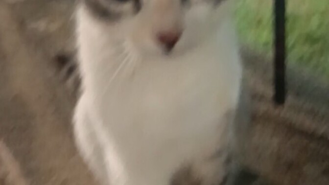 Kedi nasıl sevilmez, bir insan nasıl kedi sevmez?