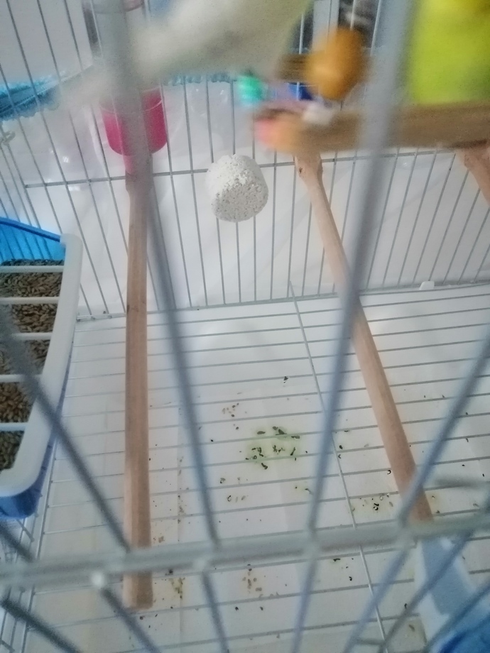 Erkek Muhabbet kuşum böyle diskilamis rahatsız mı acaba?