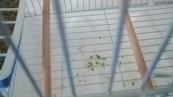 Erkek Muhabbet kuşum böyle diskilamis rahatsız mı acaba?