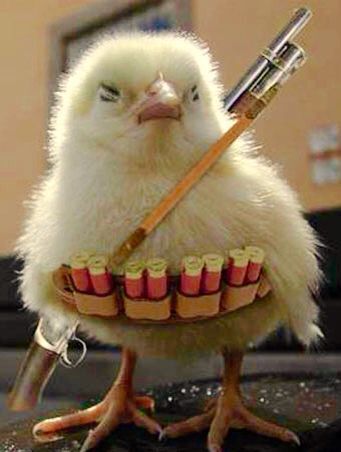 Twinkle