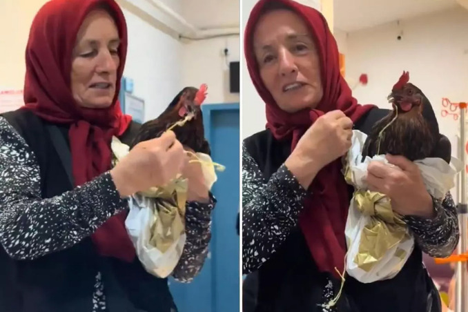 Hastaneler bir tavuğu daha reddetti 🐔 Boğazına iğne kaçan tavuğa röntgen çekilmedi. Nedir bu tavukların çektiği?