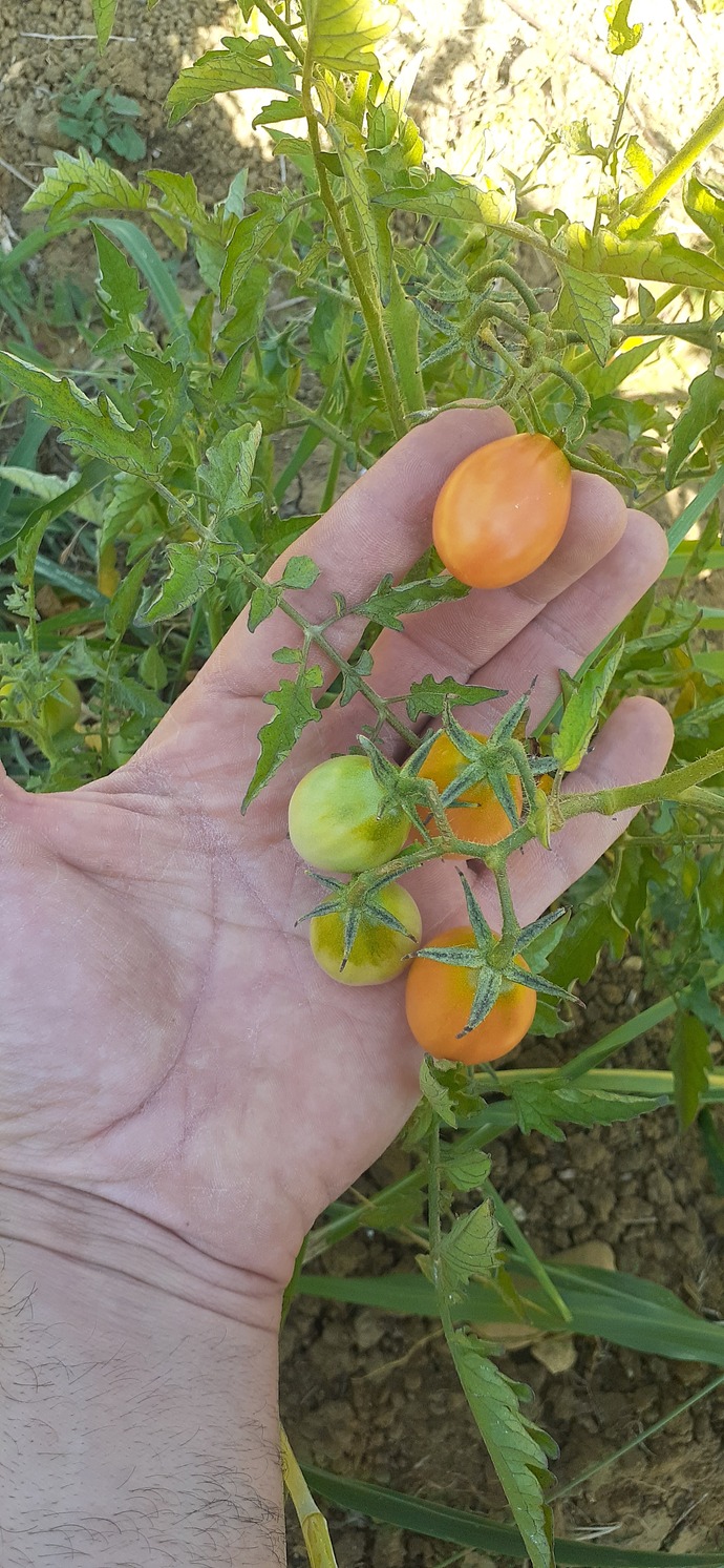 Evde terasta minik bir botanik bahçe yapmak mümkün mü?