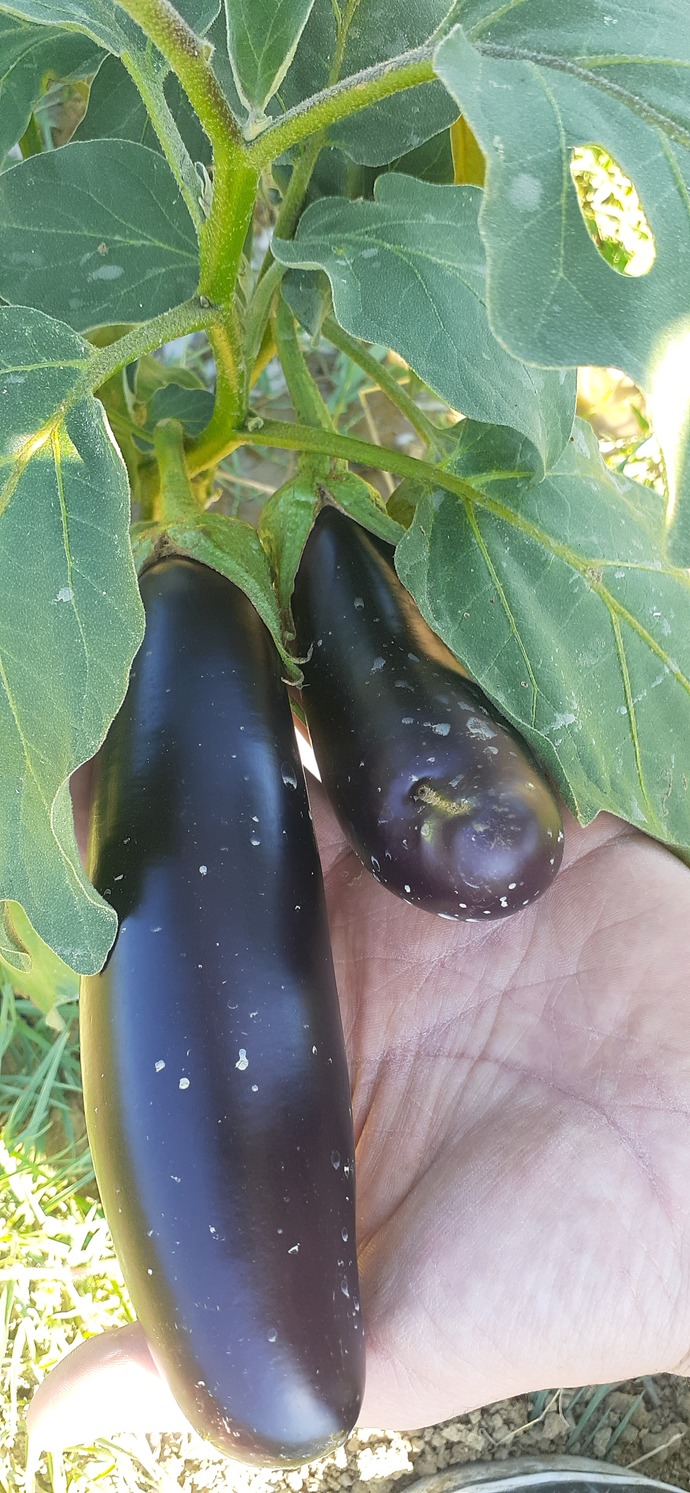 Evde terasta minik bir botanik bahçe yapmak mümkün mü?