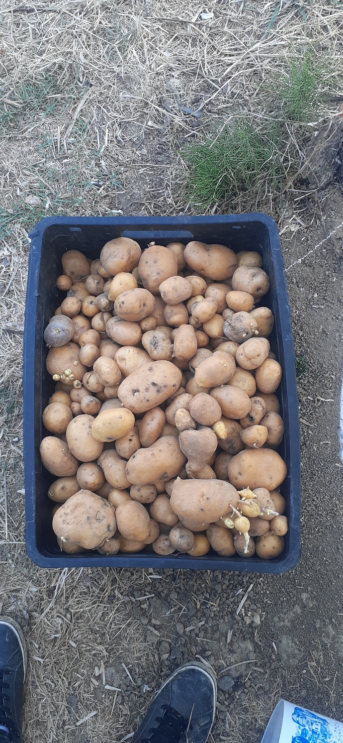 Evde terasta minik bir botanik bahçe yapmak mümkün mü?