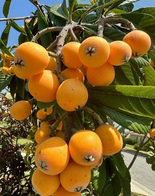 Hiç yeni dünya yediniz mi 🌸?