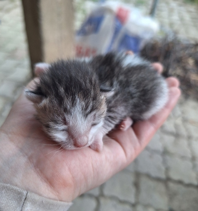 Her canlı bu kadar vefalıyken biz insanlar niye birbirimizi üzüyoruz?