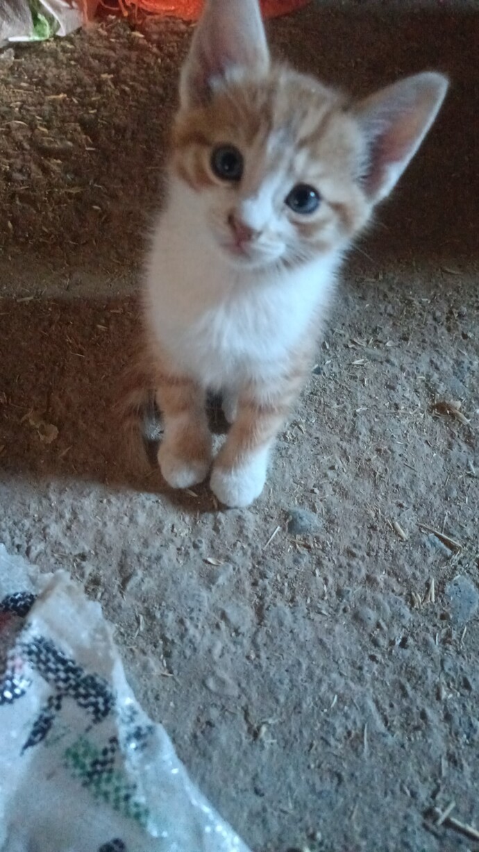 Kedime bir isim bulalım lütfen?